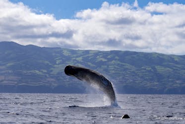 Наблюдение за китами и дельфинами тур из Сан-Мигель